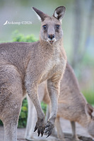 kangaroo 13952