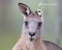 kangaroo 13954