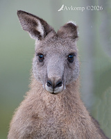 kangaroo 13955