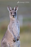 kangaroo 2145