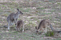 kangaroo 2994