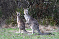 kangaroo 3085