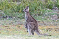 kangaroo 4350