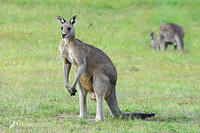 kangaroo 5188