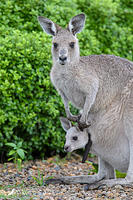 kangaroo 5256