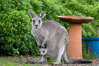 kangaroo 5258