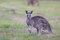 kangaroo 6797