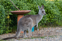 kangaroo 7005