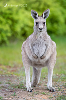 kangaroo 8207