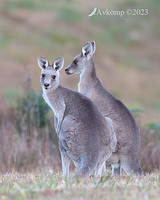 kangaroo 9659