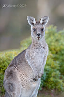 kangaroo 9674