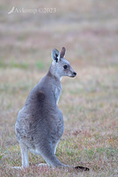 kangaroo 9677