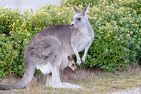 kangaroo 9838