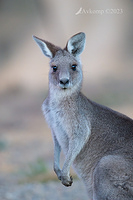 kangaroo 9842