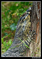 lace monitor 1