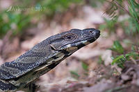 lace monitor 14818