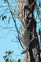 lace monitor 17602