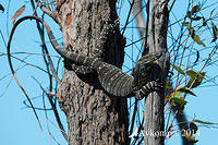 lace monitor 17608