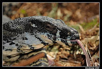 lace monitor 4735