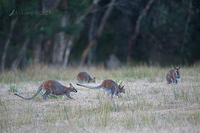 macropods 9833