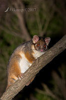 ringtail 0012