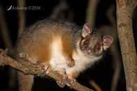 ringtail 8638