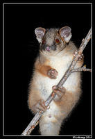 ringtail possum 6381