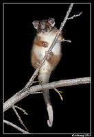 ringtail possum 6382