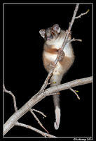 ringtail possum 6385