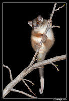 ringtail possum 6386