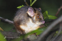 ringtail8182