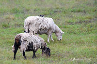 sheep 5255