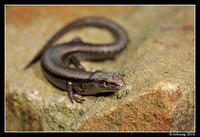 skink 5684