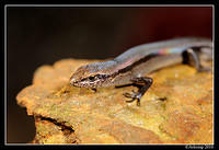 skink 5686