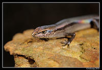 skink 5687