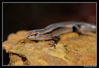 skink 5688