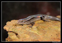 skink 5689