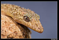 southern leaf tailed gecko 396ss