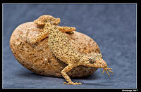 southern leaf tailed gecko 410