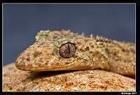 southern leaf tailed gecko 420
