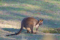 swamp wallaby 0211 001