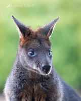 swamp wallaby 1351