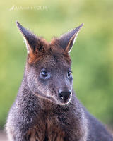 swamp wallaby 1351a