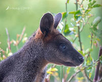 swamp wallaby 1353