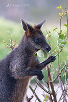 swamp wallaby 1371