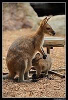 wallaby 0050