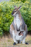 wallaby 10020