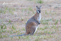 wallaby 10035