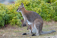 wallaby 10233