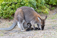 wallaby 10552